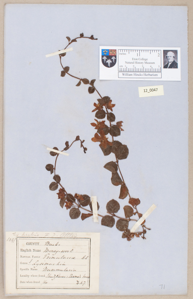 NHM_HH_12.47-2010 image NHM_HH_12.47-2010