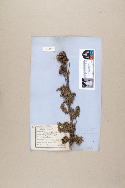 NHM_HH_27.10-2010 image NHM_HH_27.10-2010