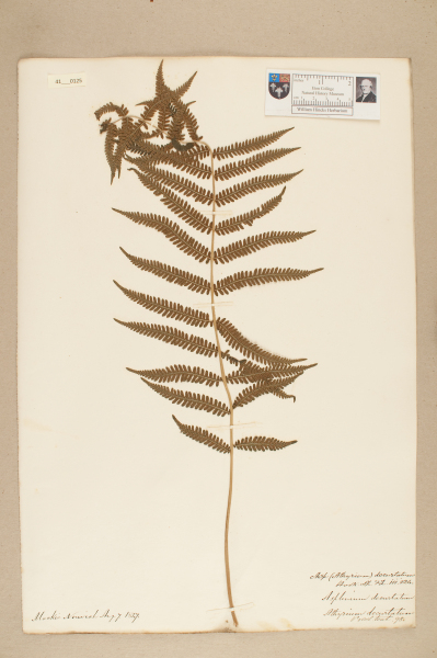 image NHM_HH_41.125-2010