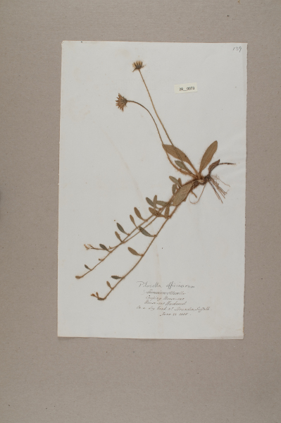 image NHM_HH_28.73-2010