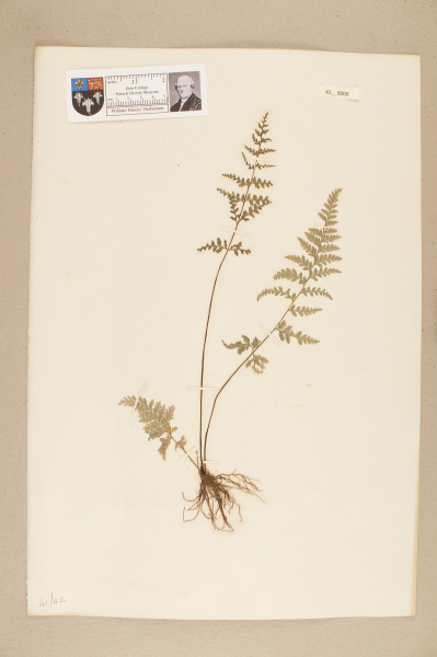 NHM_HH_41.6-2010 image NHM_HH_41.6-2010