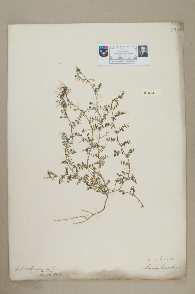 NHM_HH_15.34-2010 image NHM_HH_15.34-2010