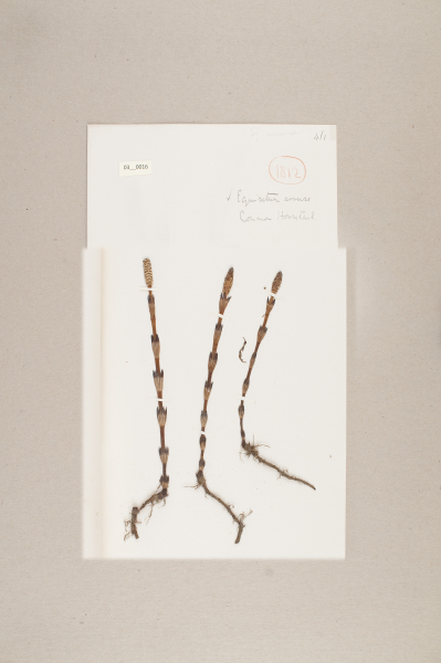 NHM_HH_3.16-2010 image NHM_HH_3.16-2010