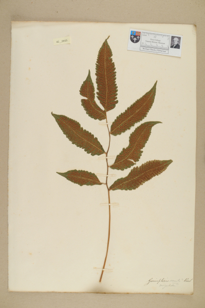 NHM_HH_42.15-2010 image NHM_HH_42.15-2010