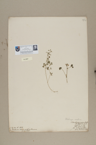 NHM_HH_16.7-2010 image NHM_HH_16.7-2010