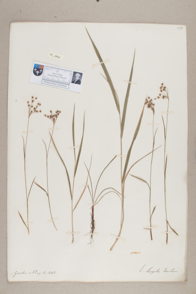 NHM_HH_31.33-2010 image NHM_HH_31.33-2010