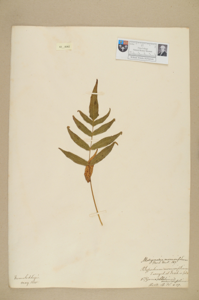 NHM_HH_42.92-2010 image NHM_HH_42.92-2010