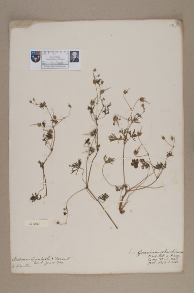 NHM_HH_19.17-2010 image NHM_HH_19.17-2010