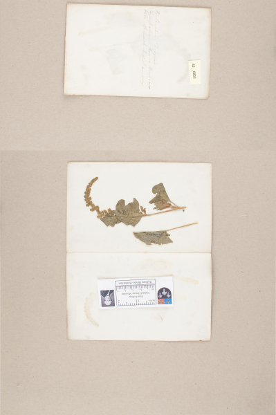 NHM_HH_45.22-2010 image NHM_HH_45.22-2010