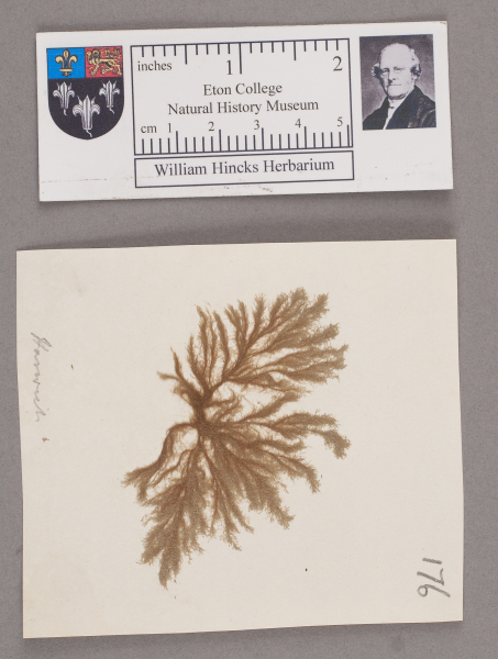 image NHM_HH_1.176-2010