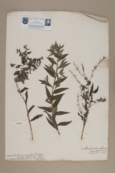 NHM_HH_20.31-2010 image NHM_HH_20.31-2010