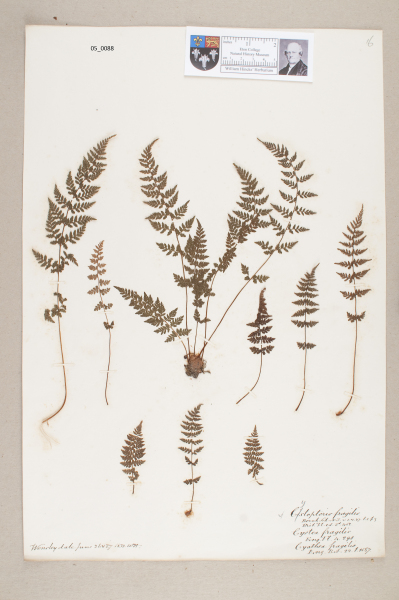 NHM_HH_5.88-2010 image NHM_HH_5.88-2010