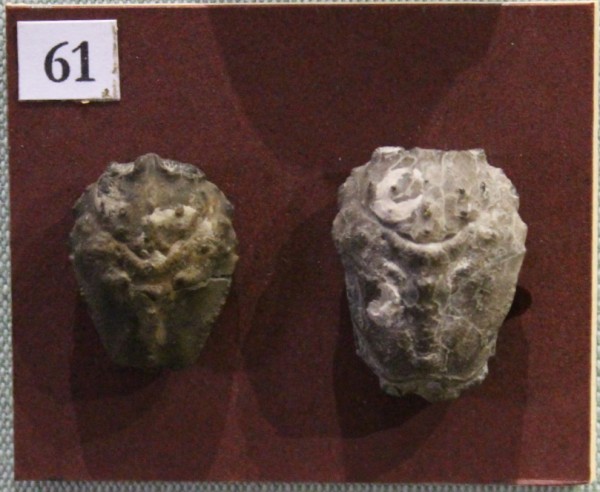 NHM.522-2017 image NHM.522-2017