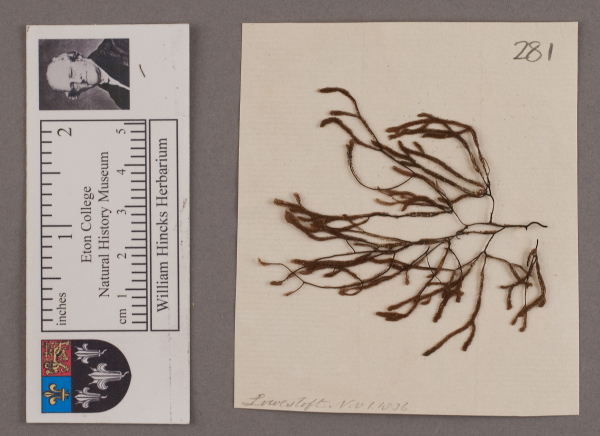 NHM_HH_1.281-2010 image NHM_HH_1.281-2010