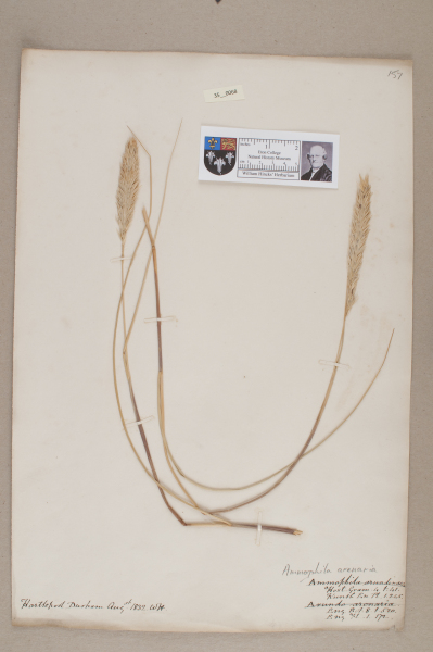 NHM_HH_35.68-2010 image NHM_HH_35.68-2010