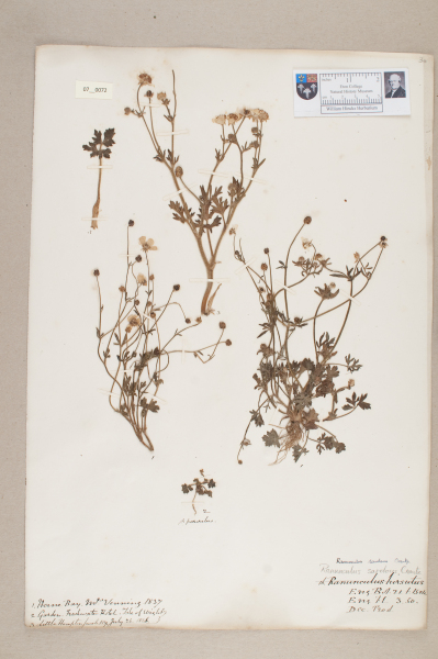 NHM_HH_7.72-2010 image NHM_HH_7.72-2010