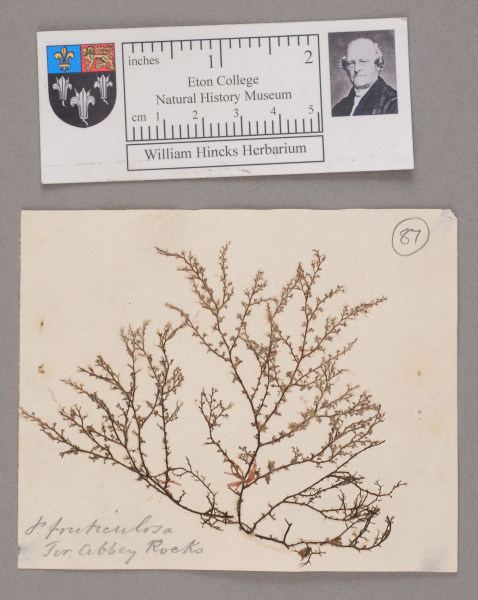 NHM_HH_1.87-2010 image NHM_HH_1.87-2010