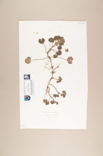 NHM_HH_23.52-2010 image NHM_HH_23.52-2010