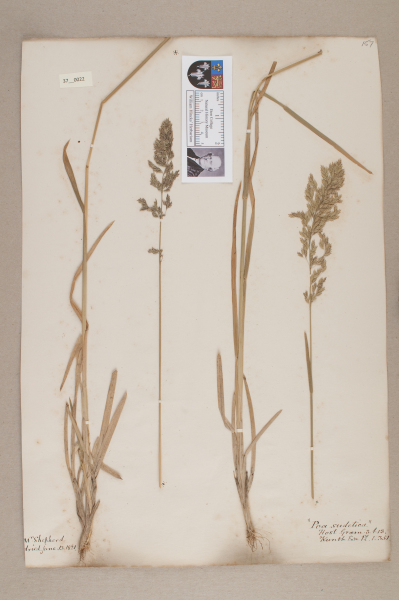 image NHM_HH_37.22-2010