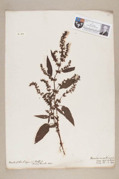 NHM_HH_8.72-2010 image NHM_HH_8.72-2010