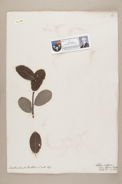 NHM_HH_10.82-2010 image NHM_HH_10.82-2010