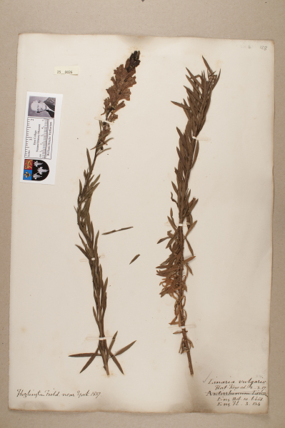 NHM_HH_25.26-2010 image NHM_HH_25.26-2010