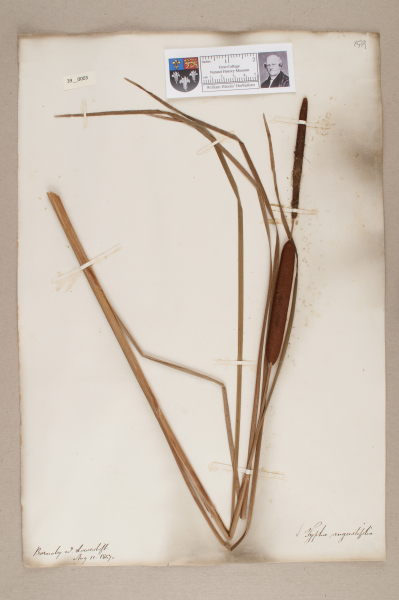 NHM_HH_39.3-2010 image NHM_HH_39.3-2010