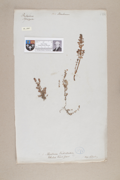 NHM_HH_9.67-2010 image NHM_HH_9.67-2010