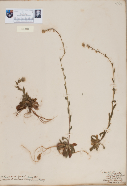 NHM_HH_11.55-2010 image NHM_HH_11.55-2010