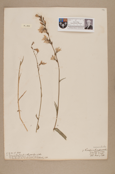 NHM_HH_26.19-2010 image NHM_HH_26.19-2010