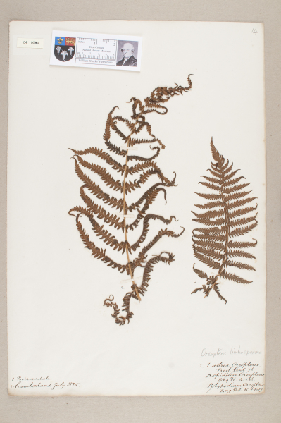 image NHM_HH_4.94-2010