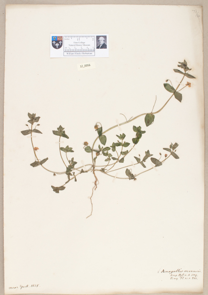 NHM_HH_12.56-2010 image NHM_HH_12.56-2010