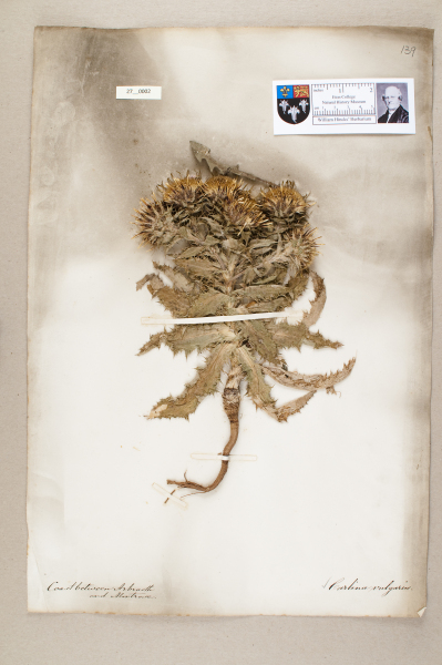 NHM_HH_27.2-2010 image NHM_HH_27.2-2010