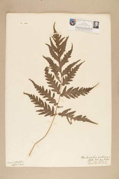 NHM_HH_41.134-2010 image NHM_HH_41.134-2010