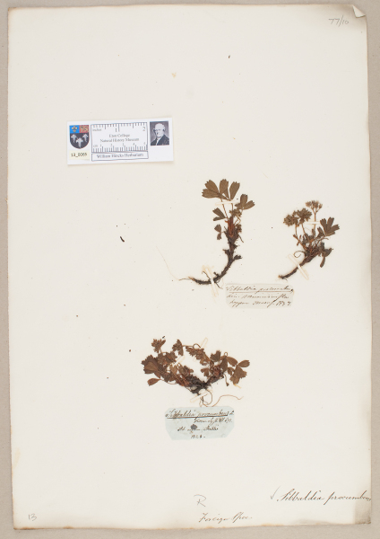 NHM_HH_13.65-2010 image NHM_HH_13.65-2010