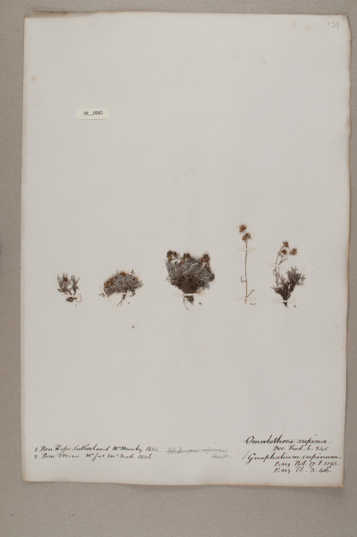 NHM_HH_28.82-2010 image NHM_HH_28.82-2010