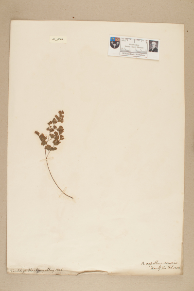 image NHM_HH_41.69-2010