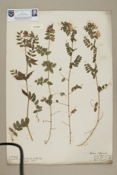 NHM_HH_15.43-2010 image NHM_HH_15.43-2010