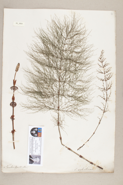 NHM_HH_3.25-2010 image NHM_HH_3.25-2010