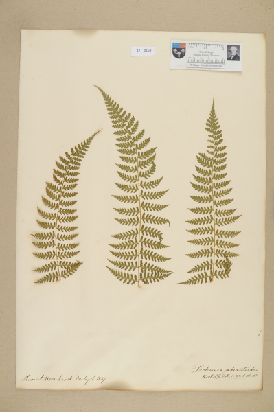 NHM_HH_42.159-2010 image NHM_HH_42.159-2010