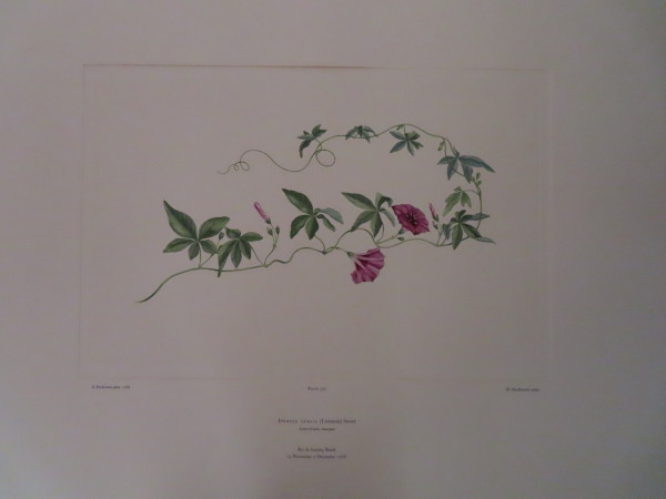 image FDA-E.2916_16_18-2016