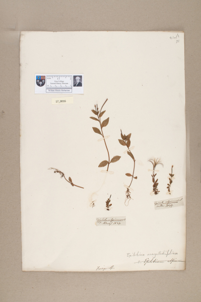 NHM_HH_17.16-2010 image NHM_HH_17.16-2010