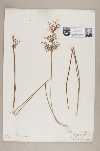 NHM_HH_31.5-2010 image NHM_HH_31.5-2010