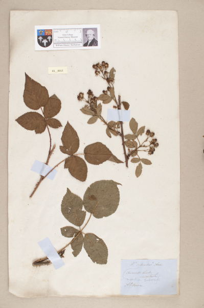 NHM_HH_43.12-2010 image NHM_HH_43.12-2010