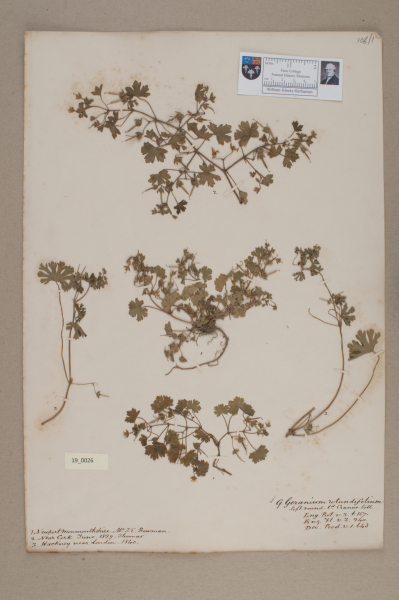 NHM_HH_19.26-2010 image NHM_HH_19.26-2010