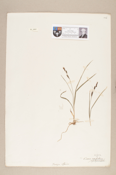 NHM_HH_33.57-2010 image NHM_HH_33.57-2010