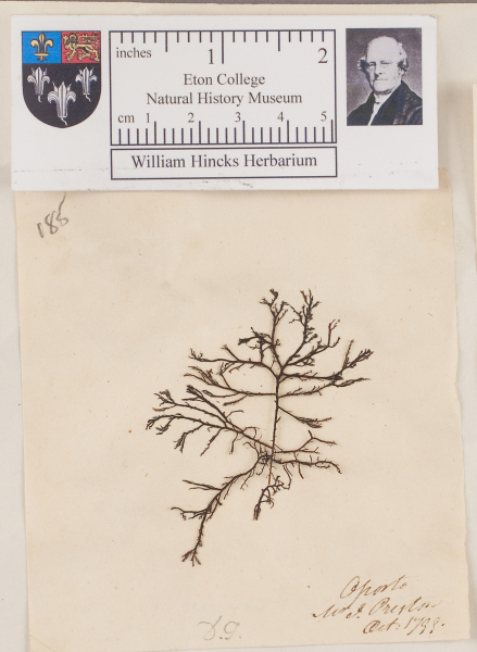 NHM_HH_1.185-2010 image NHM_HH_1.185-2010