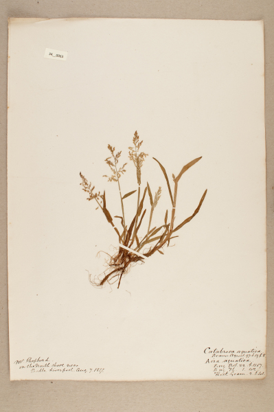 NHM_HH_34.63-2010 image NHM_HH_34.63-2010