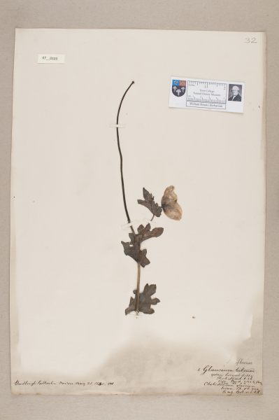 NHM_HH_7.103-2010 image NHM_HH_7.103-2010