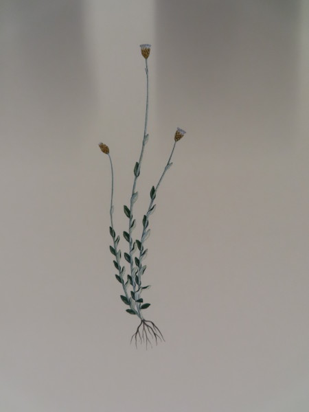 FDA-E.2916_23_20-2016-A image FDA-E.2916_23_20-2016-A